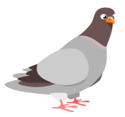 pigeon4